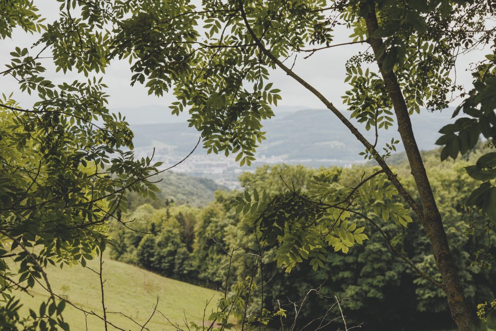 Team Retraite im Grünen mitten in der Natur